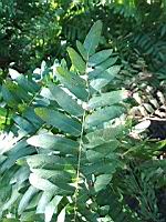 Osmonde royale (Osmunda regalis spectabilis) (Isere, 2019-10) (3)